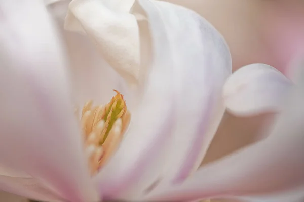 Primer Plano Una Flor Magnolia Floreciente — Foto de Stock