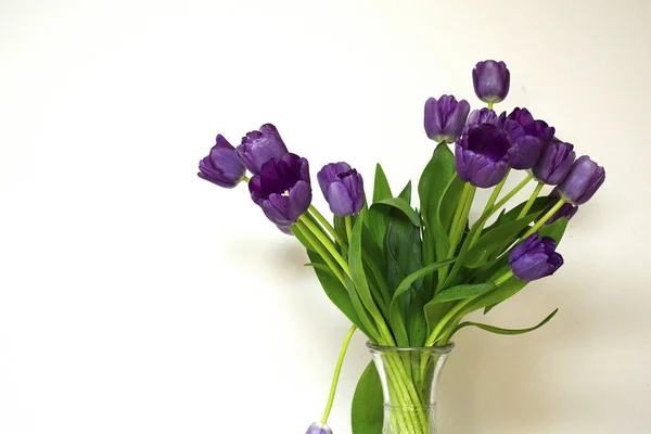 Букет Свіжих Фіолетових Тюльпанів Фоні Світлої Стіни — стокове фото