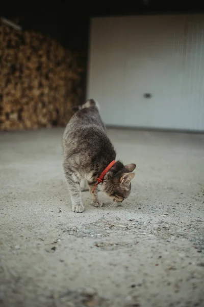 Disparo Vertical Lindo Gato Esponjoso Con Collar Rojo — Foto de Stock