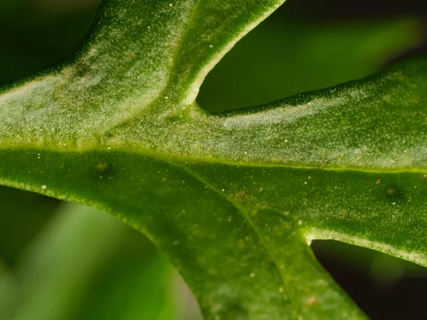 Closeup Fresh Green Leaves Blurred Background — Stock Photo, Image