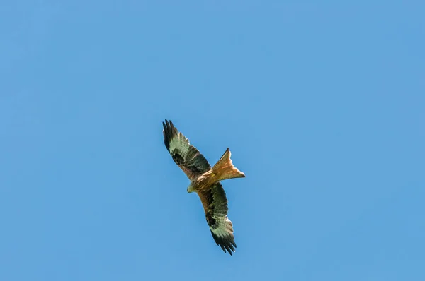 空を飛んで獲物を探している赤い凧 — ストック写真