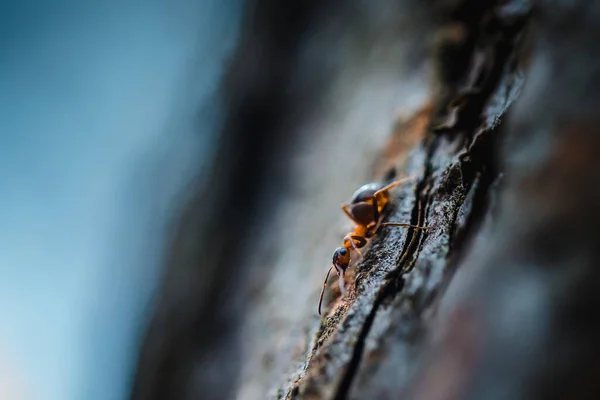 Focus Sélectif Une Fourmi Sur Écorce Arbre Extérieur — Photo