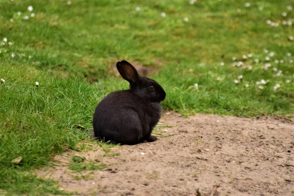 Вибірковий Фол Знімок Маленького Чорного Пухнастого Кролика Лежить Лузі — стокове фото