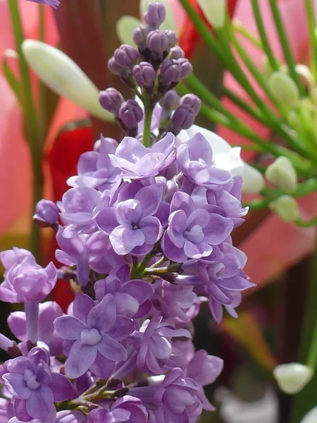 Drobné Kvetoucí Květy Obyčejného Šeříku — Stock fotografie
