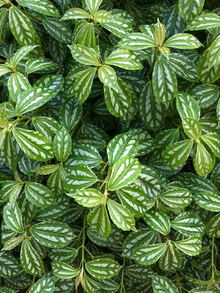 Vertical Closeup Shot Clearweed Leaves — Stock Photo, Image