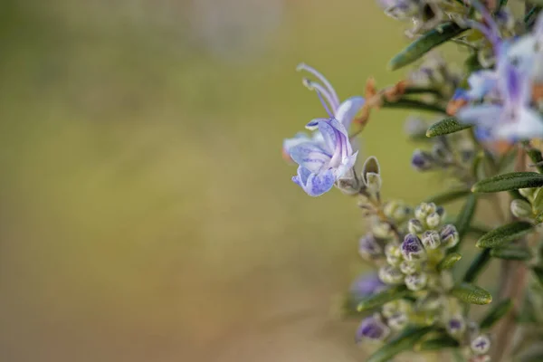 Closeup Shot Growing Rosemary — Stock Photo, Image