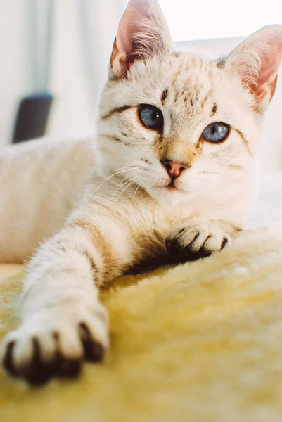 Vertical Shot Adorable Domestic White Cat Blue Eyes Lying Bed — Stock Photo, Image