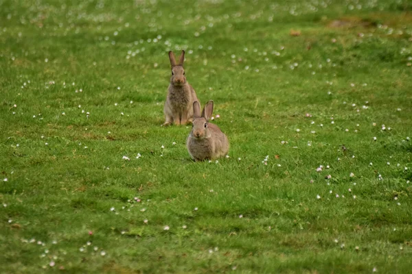 Een Selectief Fous Shot Van Kleine Pluizige Konijntjes Wei — Stockfoto