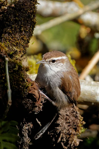 Vertical Shot Small Tit Sitting Tree — 图库照片