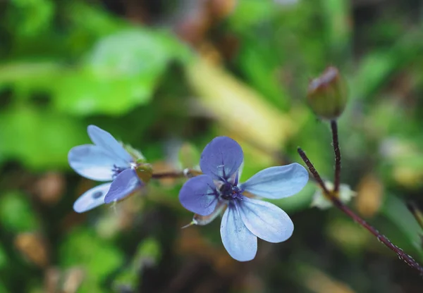 Detailní Záběr Krásné Květy Modré Alfilaria Rozmazaném Pozadí — Stock fotografie