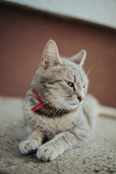 一只戴着红领子的可爱绒毛猫的垂直照片 — 图库照片