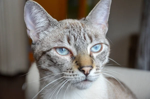 Primer Plano Adorable Gato Rayado Con Ojos Azules — Foto de Stock