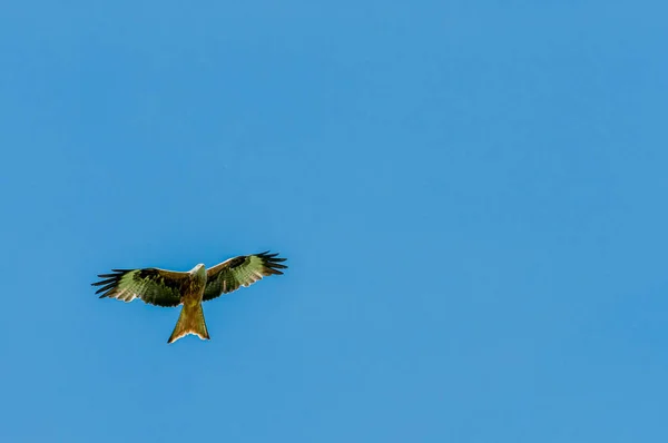 一只红色的风筝在空中飞舞寻找猎物 — 图库照片