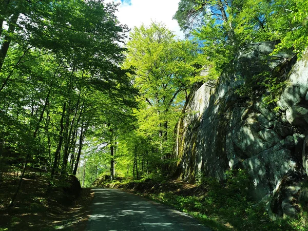 ノルウェー ラルヴィクの緑の森を抜ける美しい道 — ストック写真