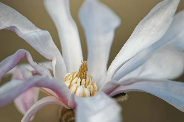 Ένα Κοντινό Πλάνο Ενός Ανθισμένου Λουλουδιού Της Μανόλια — Φωτογραφία Αρχείου