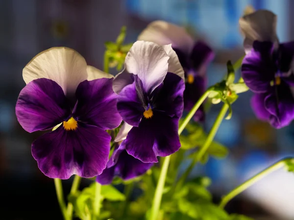 Egy Közeli Felvétel Friss Viola Tricolor Kertben — Stock Fotó