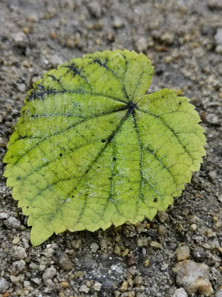 Vertical Shot Green Leaf Ground — Stock Photo, Image