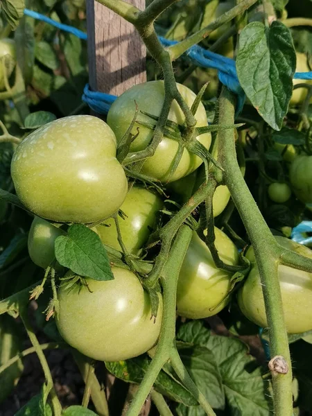 아래있는 토마토의 — 스톡 사진