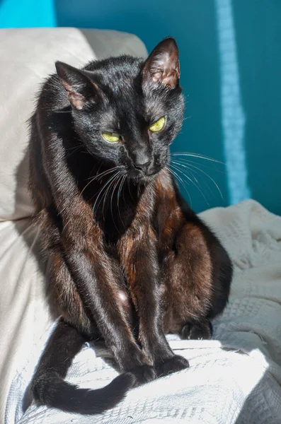 Primer Plano Vertical Adorable Gato Negro Con Ojos Verdes —  Fotos de Stock
