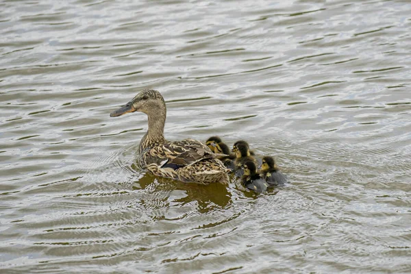 Eine Stockente Mit Ihren Baby Entchen Schwimmt See — Stockfoto