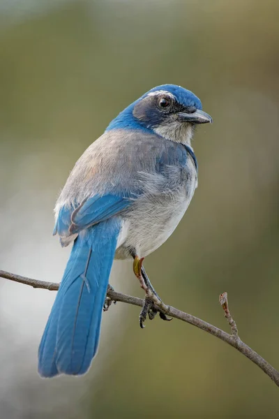 Vertical Shot Florida Scrub Jay Bird Sitting Twig — Stock Photo, Image