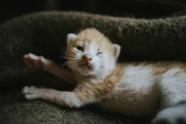 Closeup Shot Cute Fluffy Newborn Cat Staring Its Eyes — Stock Photo, Image