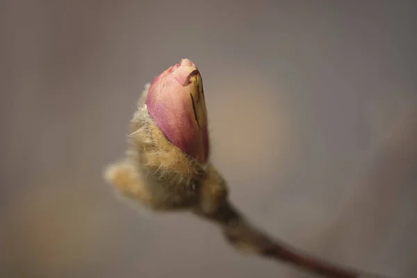 Close Botão Magnolia Florescendo — Fotografia de Stock