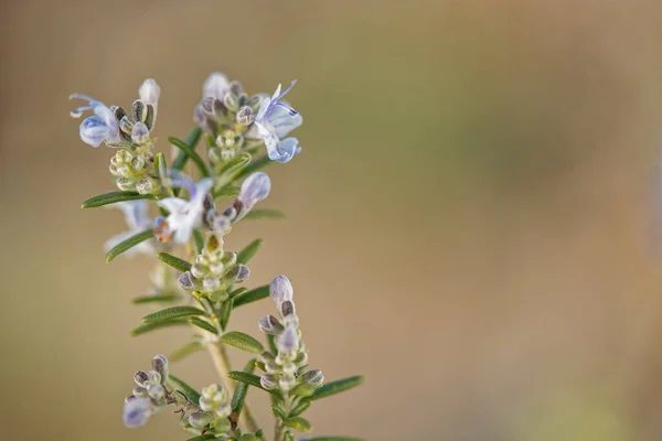 Close Crescer Rosemary — Fotografia de Stock