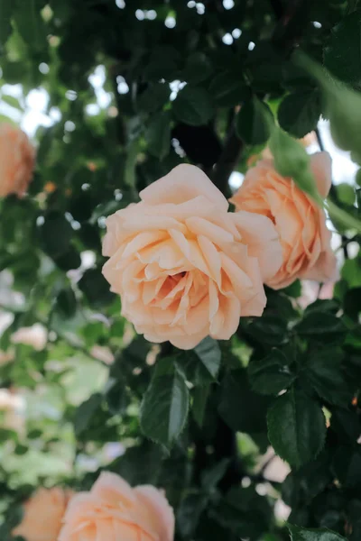 Tiro Vertical Belas Rosas Jardim — Fotografia de Stock