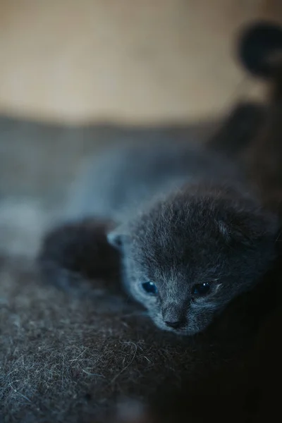 Een Verticaal Schot Van Een Schattige Pluizige Kat Starend Met — Stockfoto