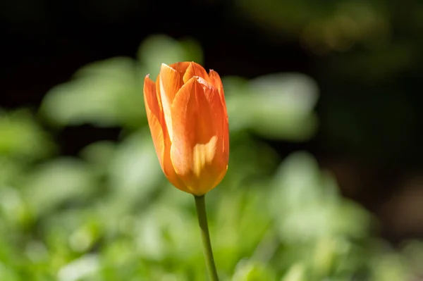 Solo Tulipán Naranja Fondo Natural Borroso —  Fotos de Stock