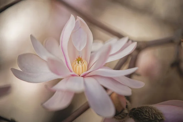 Een Close Shot Van Een Bloeiende Magnolia Bloem — Stockfoto
