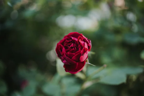 Gros Plan Une Belle Rose Dans Jardin — Photo