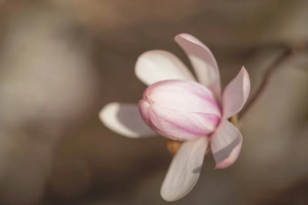 Tiro Close Uma Flor Magnolia Florescendo — Fotografia de Stock