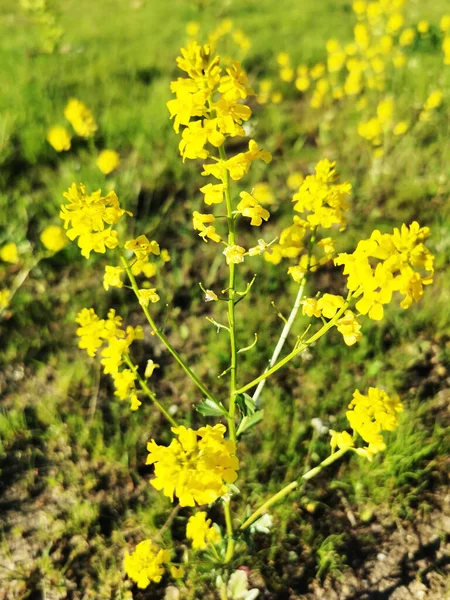 Enfoque Selectivo Flores Amarillas Creciendo Campo — Foto de Stock