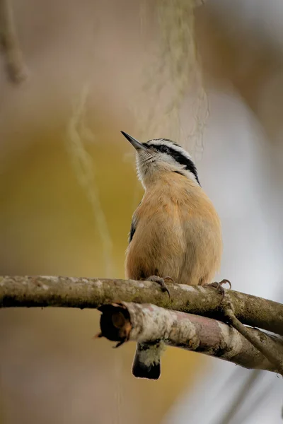 Egy Függőleges Lövés Egy Kis Eurázsiai Nuthatch Egy Gallyon — Stock Fotó