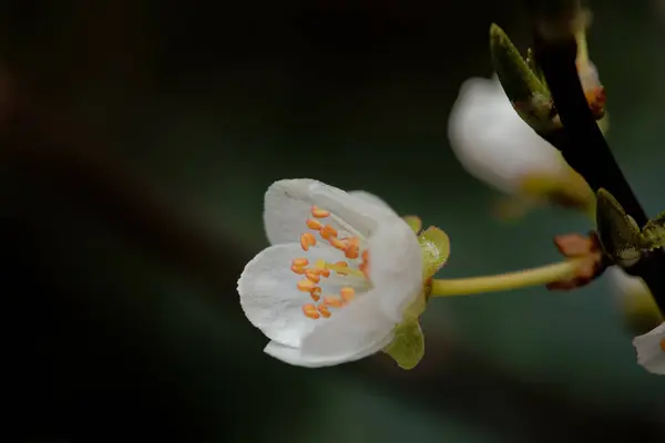 Closeup Shot Blooming Snowflake Flower — Stock Photo, Image