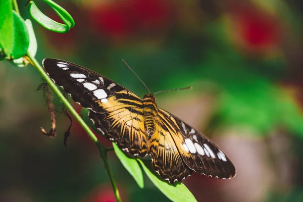 Primer Plano Una Mariposa Oro Blanco Sobre Una Vid Verde —  Fotos de Stock