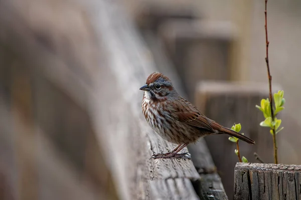 Nahaufnahme Eines Kleinen Accentor Vogels Auf Einem Holzzaun — Stockfoto