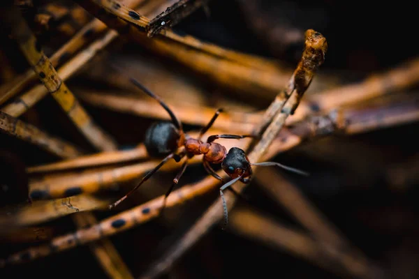 Enfoque Selectivo Una Hormiga Aire Libre —  Fotos de Stock