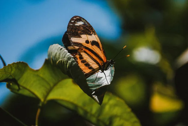 Gros Plan Une Mécanite Sur Une Feuille Dans Champ Sous — Photo