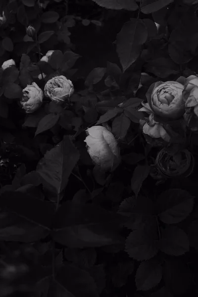 Plan Niveaux Gris Belles Roses Dans Jardin — Photo