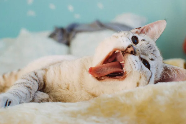 Closeup Funny Domestic White Cat Blue Eyes Lying Bed Yawning — Stock Photo, Image