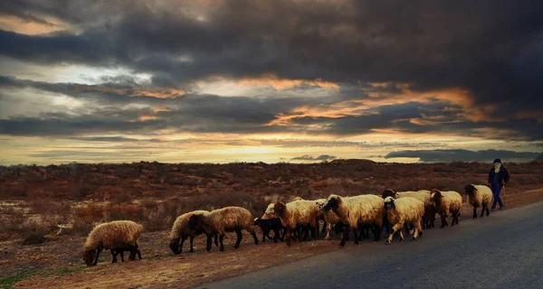 Karanlık Günbatımında Yol Boyunca Çobanla Birlikte Yürüyen Bir Koyun Sürüsü — Stok fotoğraf