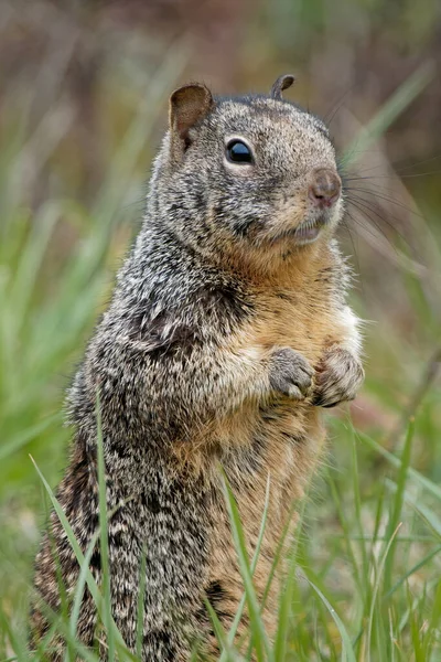 Vertical Shot Cute California Ground Squirrel — Stock Photo, Image