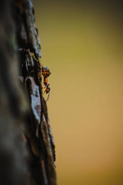 Ağaç Kabuğundaki Bir Karıncanın Dikey Görüntüsü — Stok fotoğraf