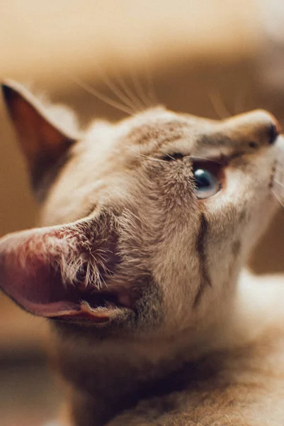 Disparo Vertical Gato Doméstico Gris Bajo Las Luces Con Fondo — Foto de Stock