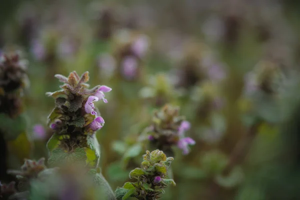Benekli Ölü Isırgan Otu Bitkilerinin Yakın Plan Çekimi — Stok fotoğraf