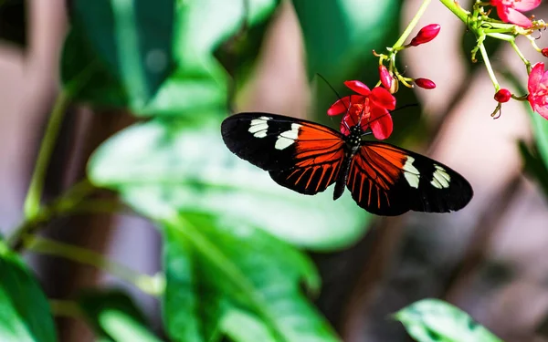 Detailní Záběr Motýla Křídly Gossamer Sedícího Malé Červené Květince Zahradě — Stock fotografie