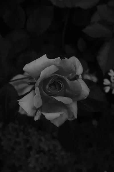 Una Foto Escala Grises Una Hermosa Rosa Jardín — Foto de Stock